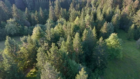 Aerial View of Dense Evergreen Forest in Soft Evening Light Stock Footage 295215224