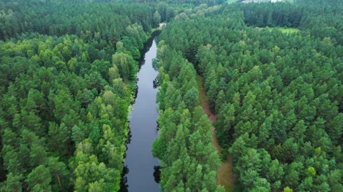 Aerial View of Dense Evergreen Forest and River. Picturesque View of River .. Stock Footage 328319672