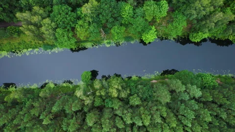 Aerial View of Dense Evergreen Forest and River. Picturesque View of River .. Video stock 328319674
