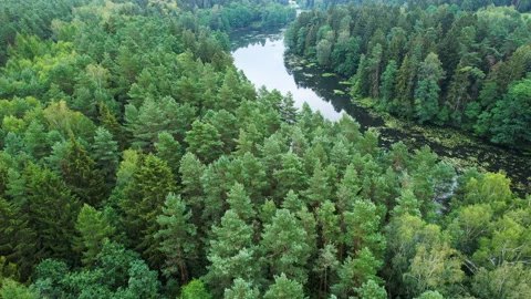 Aerial View of Dense Evergreen Forest and River. Picturesque View of River .. Stock Footage 328319879