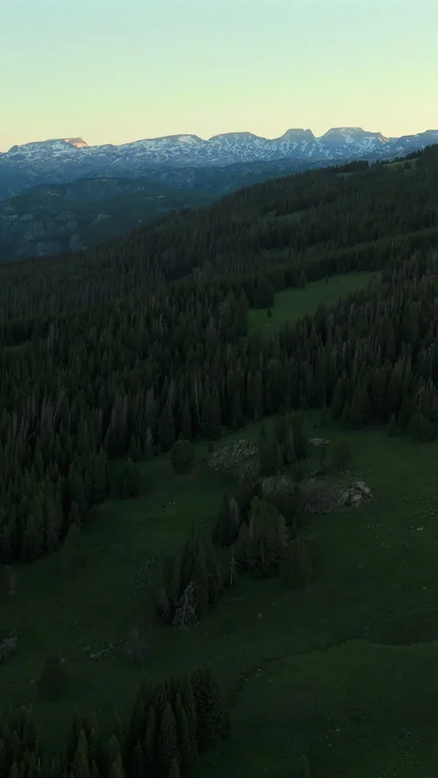 Aerial View of Dense Evergreen Forest with Snow Capped Mountains at Dusk. Vídeo Stock 342586999
