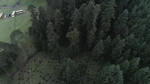 Aerial View Of Dense Evergreen Forest With Tall Trees And Misty Rural Landscape Stock Footage 346738580