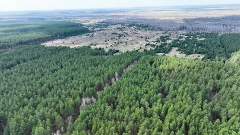Aerial View of Dense Evergreen Pine Forest in Early Spring Stockbeeldmateriaal 334040224