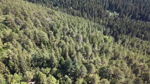 Aerial View of Dense Evergreen Pine Forest on Igman Mountain Stock Footage 343150976