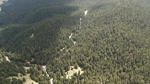 Aerial view of dense fir forest crossed by winding remote dirt pathway Stock Footage 344094826
