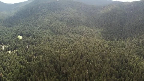 Aerial view of dense fir forest covering steep mountain slope with clearing 動画素材 344095778