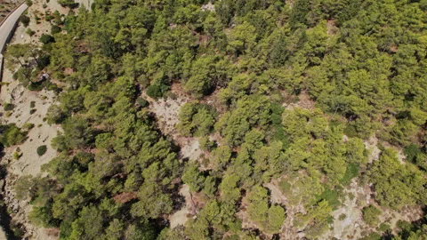 Aerial view of dense forest along winding road in sunny daylight Stock Footage 290091532