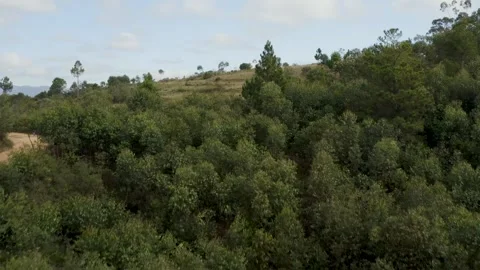Aerial view of dense forest and grassland, Madagascar. Stock Footage 312338564