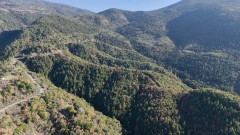 Aerial view of dense forest and winding road in Greek mountains Stock-Footage 331188756