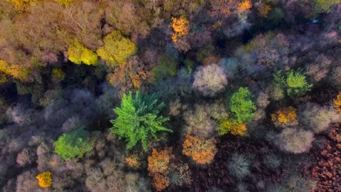 Aerial view of a dense forest in autumn, with a tapestry of russet, gold, a.. Stock Footage 255650488