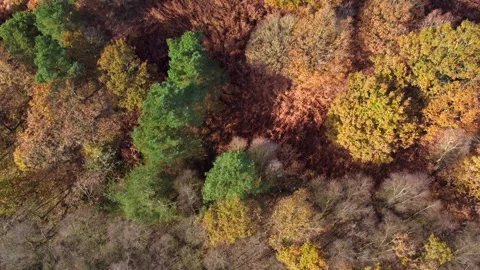 Aerial view of a dense forest in autumn, with a tapestry of russet, gold, a.. Stock Footage 255650489