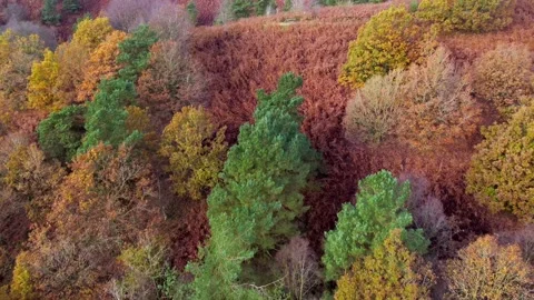 Aerial view of a dense forest in autumn, with a tapestry of russet, gold, a.. Stock Footage 255650490