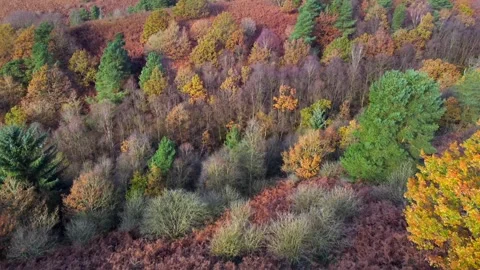 Aerial view of a dense forest in autumn, with a tapestry of russet, gold, a.. Stock Footage 255650491
