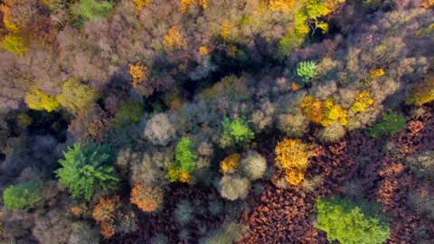 Aerial view of a dense forest in autumn, with a tapestry of russet, gold, a.. Stock Footage 255650512