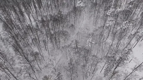 Aerial view of a dense forest blanketed in fresh snow during winter. Tall Stock-Footage 331070505