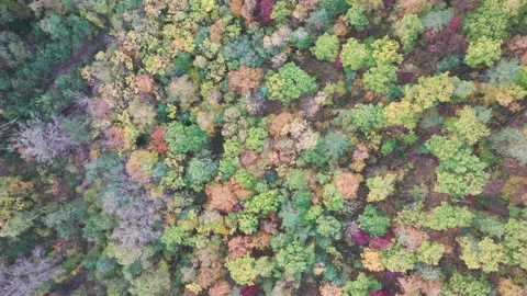 Aerial View of Dense Forest Canopy Stock Footage 266916359