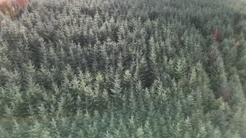 Aerial View of Dense Forest Canopy in 4K Stockbeeldmateriaal 332943940