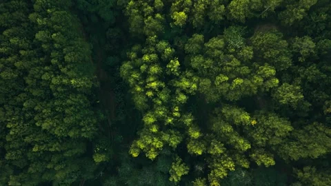 Aerial view of dense forest canopy in autumn light Stock Footage 340149919