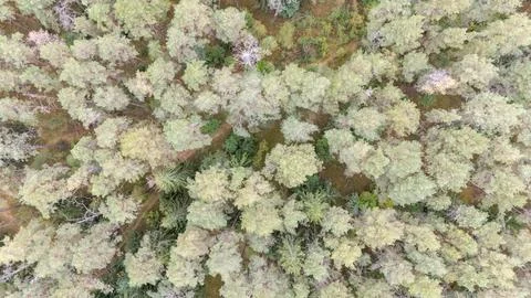 Aerial View of Dense Forest Canopy Stock Photos
