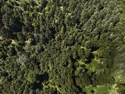 Aerial View of Dense Forest Canopy Stock-Fotos
