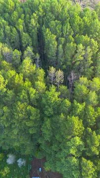 Aerial View of a Dense Forest Canopy 스톡 사진