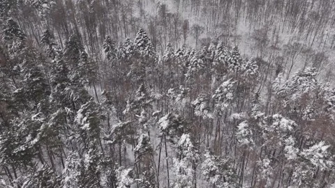 Aerial view of a dense forest covered in fresh snow during winter. Tall Vídeo Stock 331070493