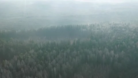 Aerial view of dense forest covered in thick fog Stock-Footage 333875529