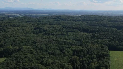 Aerial view of a dense forest with distant mountains on the horizon 스톡 동영상 348371070