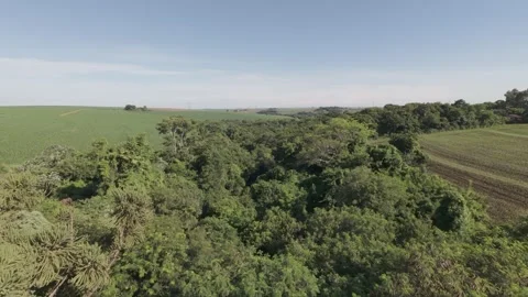 Aerial View of Dense Forest Stock Footage 303062138
