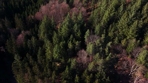 Aerial View of a Dense Forest 動画素材 338186671