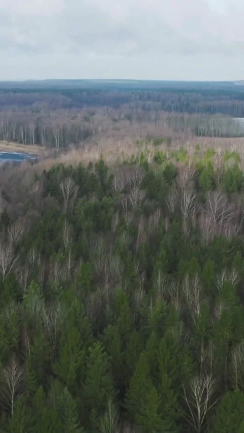 Aerial view of dense forest with lake in distance Video stock 334169375