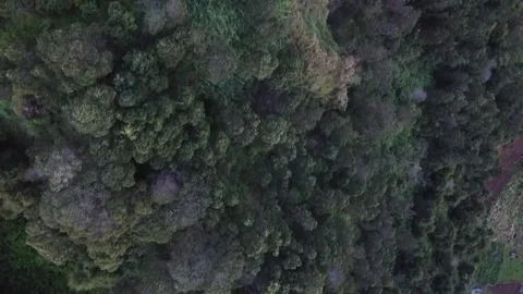 Aerial View of Dense Forest Landscape in Dieng Plateau, Indonesia Stock-Footage 280018013