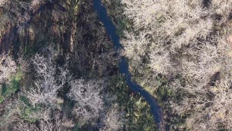 Aerial View of Dense Forest Landscape in Early Spring Stock Footage 324529332