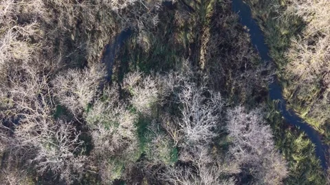 Aerial View of Dense Forest Landscape in Early Spring (10 слов) Stock Footage 324529335