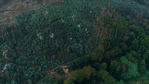 Aerial view of dense forest landscape Stock-Footage 330958596