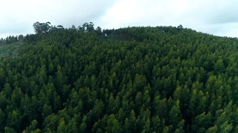 Aerial view of dense forest landscape Video stock 330958974