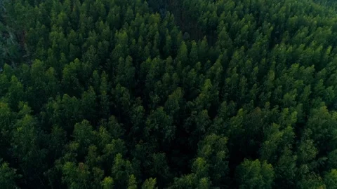 Aerial view of dense forest landscape Stock-Footage 330959191