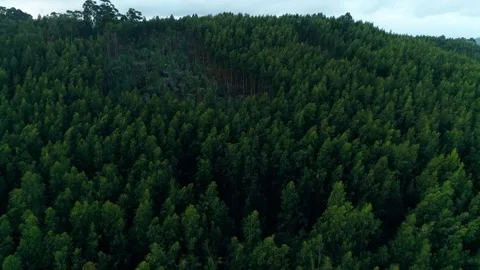 Aerial view of dense forest landscape Stock-Footage 330960339