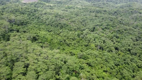 Aerial view of dense forest in the Meratus Mountains area in South Kalimantan Vídeo Stock 325204645