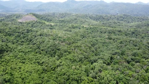 Aerial view of dense forest in the Meratus Mountains area in South Kalimantan Stock Footage 325640474
