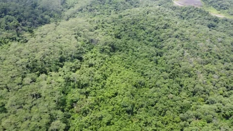 Aerial view of dense forest in the Meratus Mountains area in South Kalimantan Stock Footage 325644370
