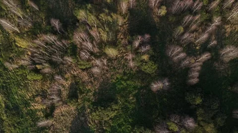Aerial view of dense forest with mixed trees in Lithuania. Stock Footage 346661546