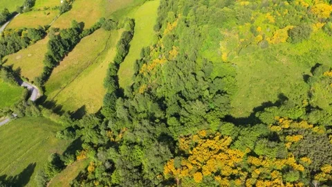 Aerial View Of Dense Forest In The Mountain Stock Footage 340198282