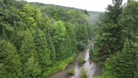 Aerial View of Dense Forest, Murky River, and Cicadas – Waubaushene, Ontario Stock Footage 316548131