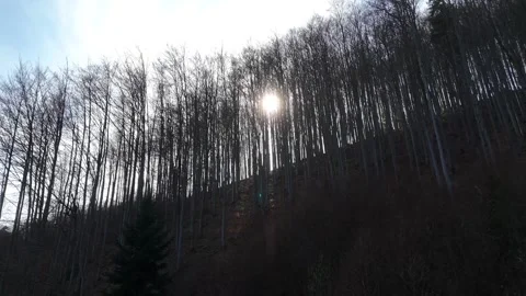 Aerial view of a dense forest with tall, bare trees on a hillside, sunlight Vidéo 333521493