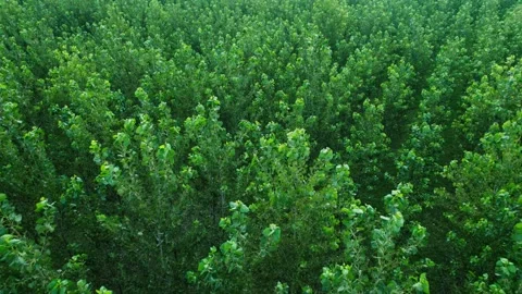 Aerial view of dense forest trees from above jungle canopy 스톡 동영상 333307131