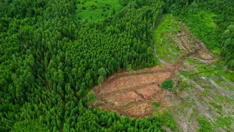 Aerial View of Dense Forest with Visible Deforestation Patch in Natural Stock Footage 291282045