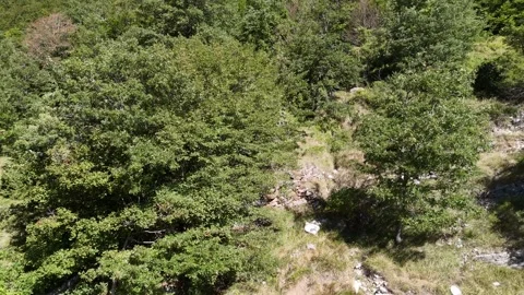 Aerial view of the dense forests 動画素材 345708052