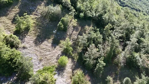 Aerial view of the dense forests Stock Footage 345708870