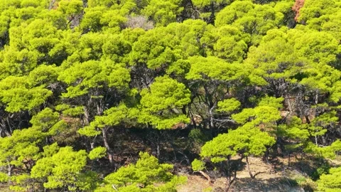 Aerial view of the dense green canopy of a pine forest on Alonnisos, an island Stock Footage 346695866